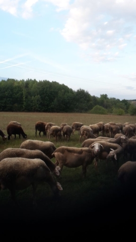 L'Oustal de Gradide, fromage de brebis bio d'Occitanie
