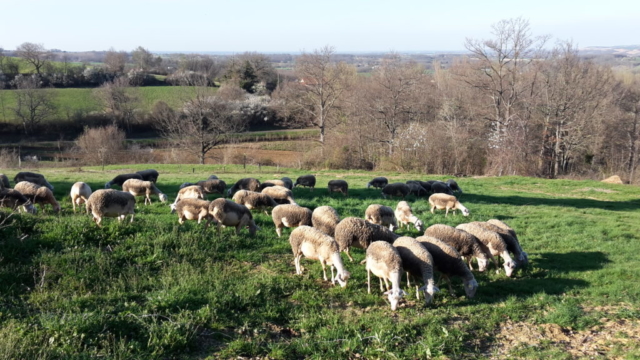 L'Oustal de Gradide, fromage de brebis bio d'Occitanie