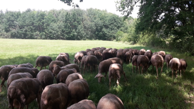 L'Oustal de Gradide, fromage de brebis bio d'Occitanie