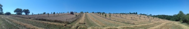 L'Oustal de Gradide, fromage de brebis bio d'Occitanie