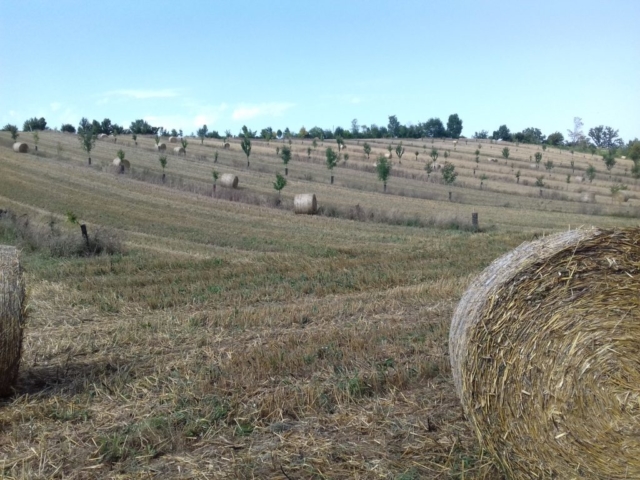 L'Oustal de Gradide, fromage de brebis bio d'Occitanie