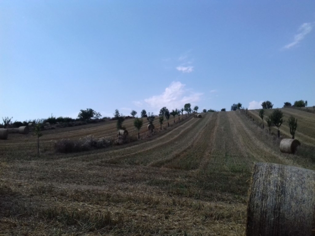 L'Oustal de Gradide, fromage de brebis bio d'Occitanie