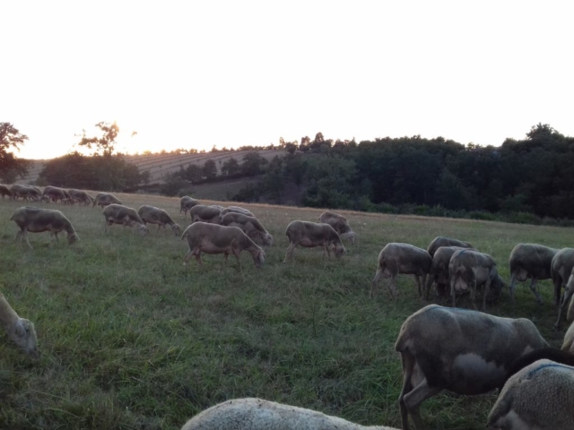 L'Oustal de Gradide, fromage de brebis bio d'Occitanie