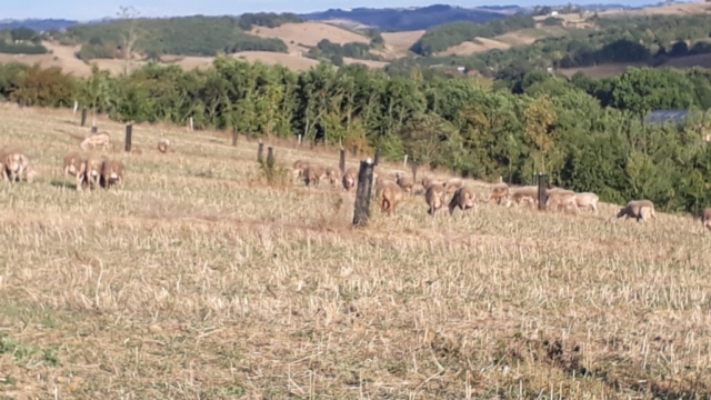 L'Oustal de Gradide, fromage de brebis bio d'Occitanie