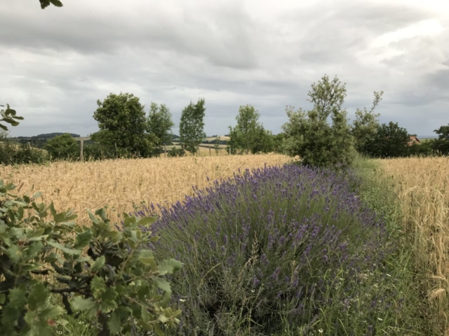 L'Oustal de Gradide, fromage de brebis bio d'Occitanie