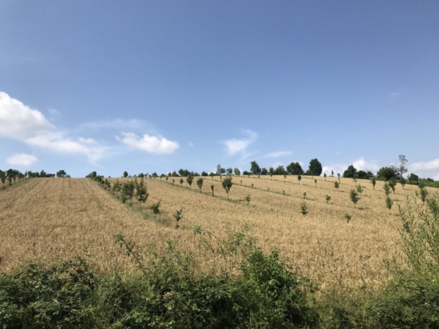 L'Oustal de Gradide, fromage de brebis bio d'Occitanie