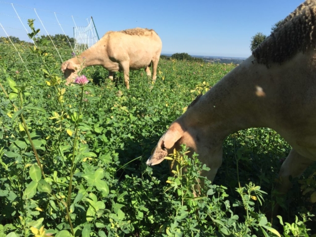 L'Oustal de Gradide, fromage de brebis bio d'Occitanie
