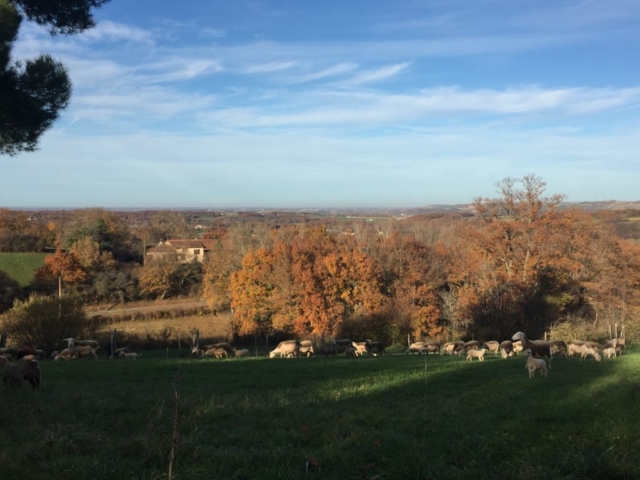 L'Oustal de Gradide, fromage de brebis bio d'Occitanie