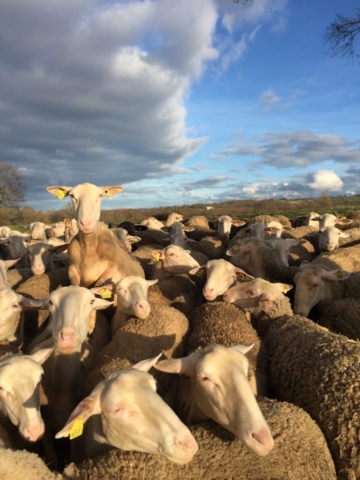 L'Oustal de Gradide, fromage de brebis bio d'Occitanie