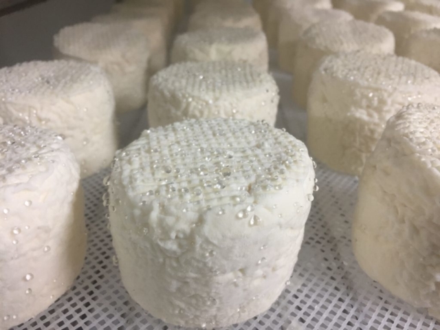 L'Oustal de Gradide, fromage de brebis bio d'Occitanie