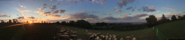 L'Oustal de Gradide, fromage de brebis bio d'Occitanie